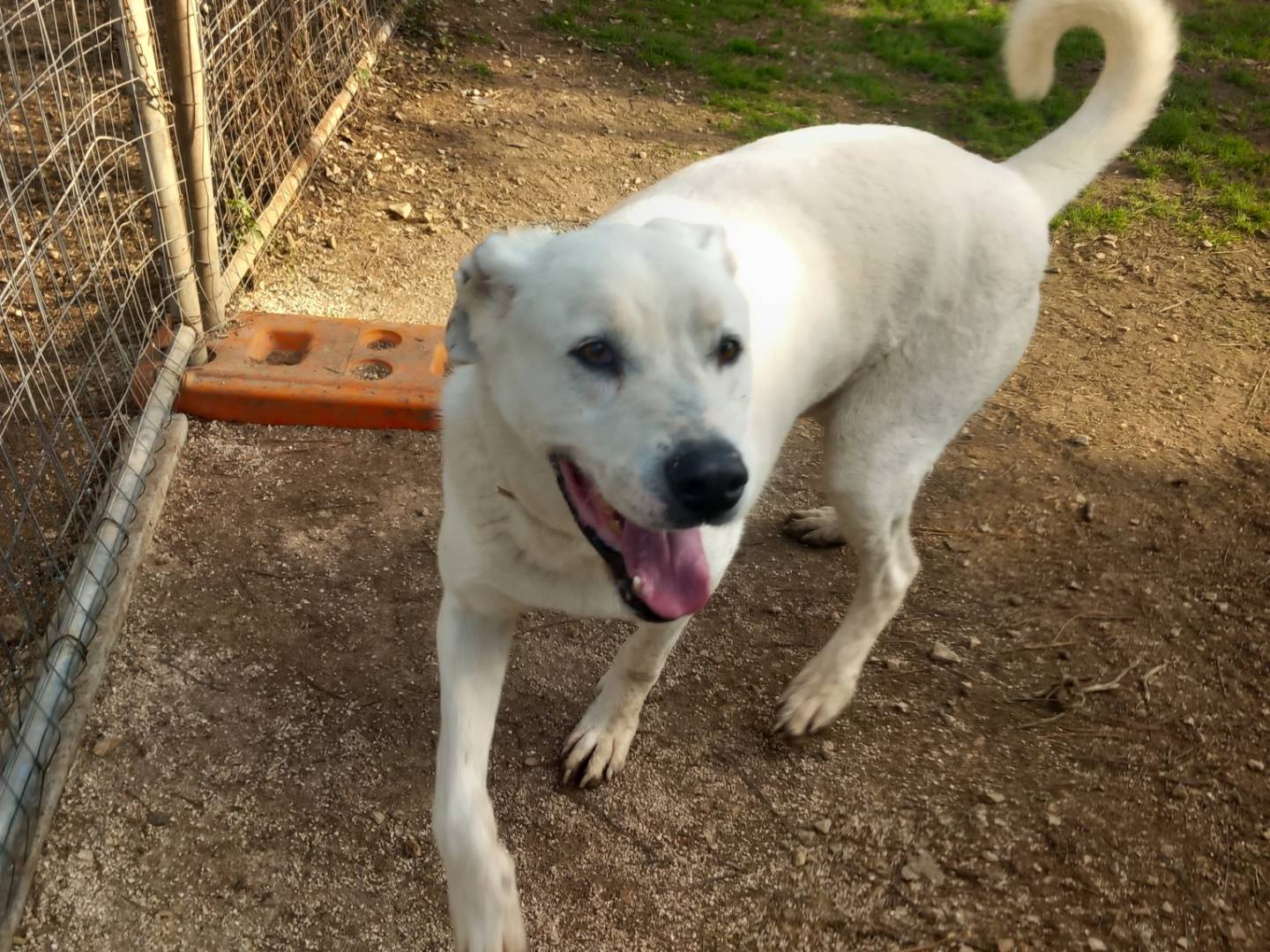 Adotta un cane, taglia gigante, maschio, Barletta