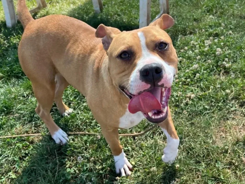 Adotta un cane, taglia grande, femmina, Frosinone