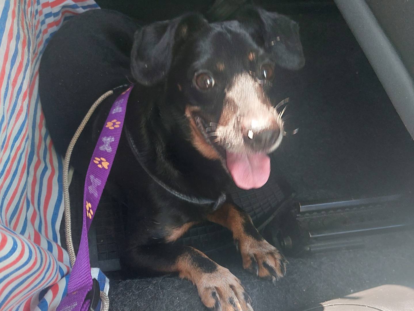 Adotta un cane, maschio, 8 anni  e 10 mesi , Milano
