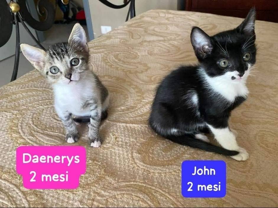 Adozione gatto, maschio, meticcio, 1 anno e 10 mesi, taglia non valida, Bari