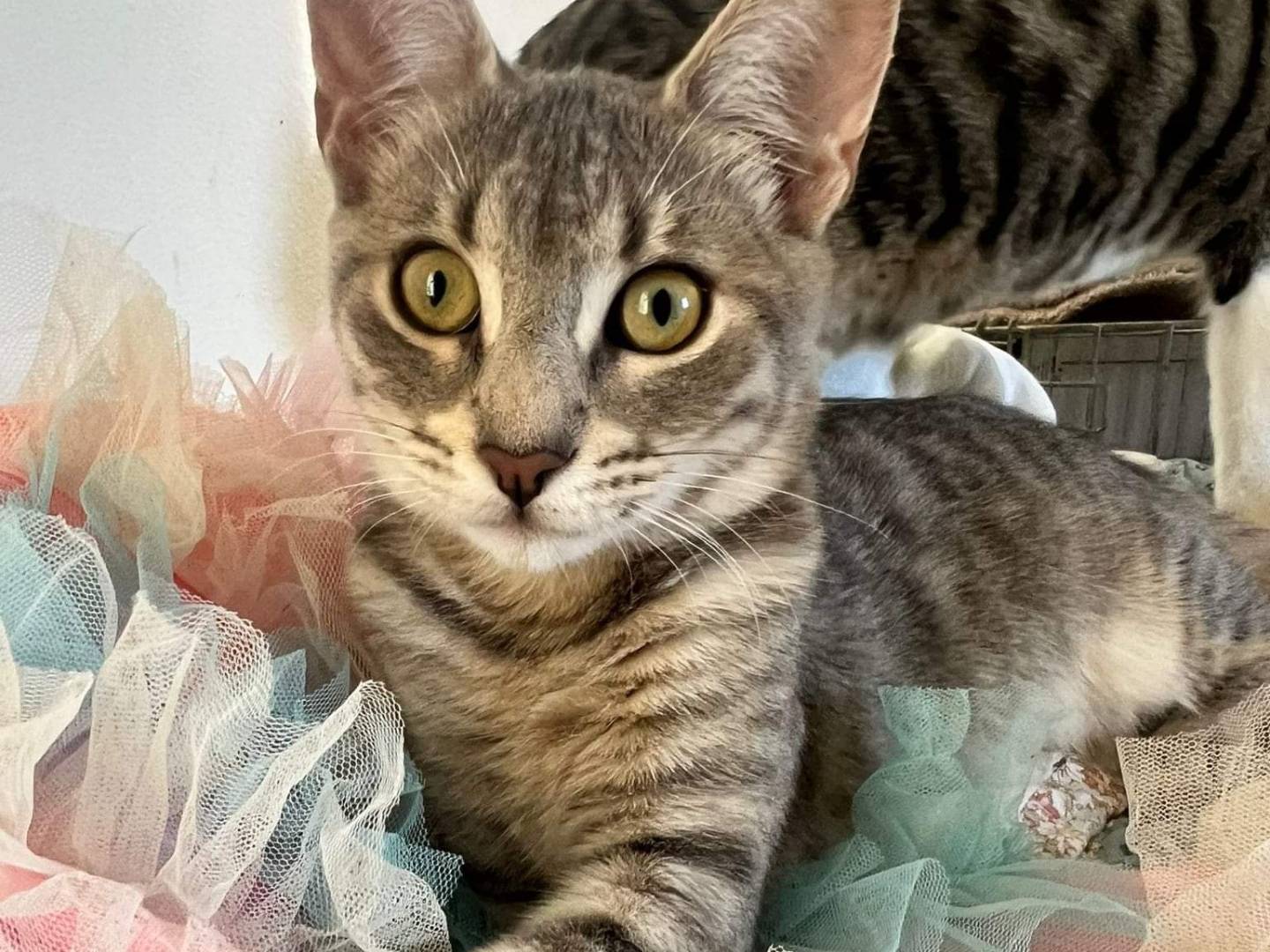 Adozione gatto, femmina, meticcio, 2 anni, taglia non valida, Bari