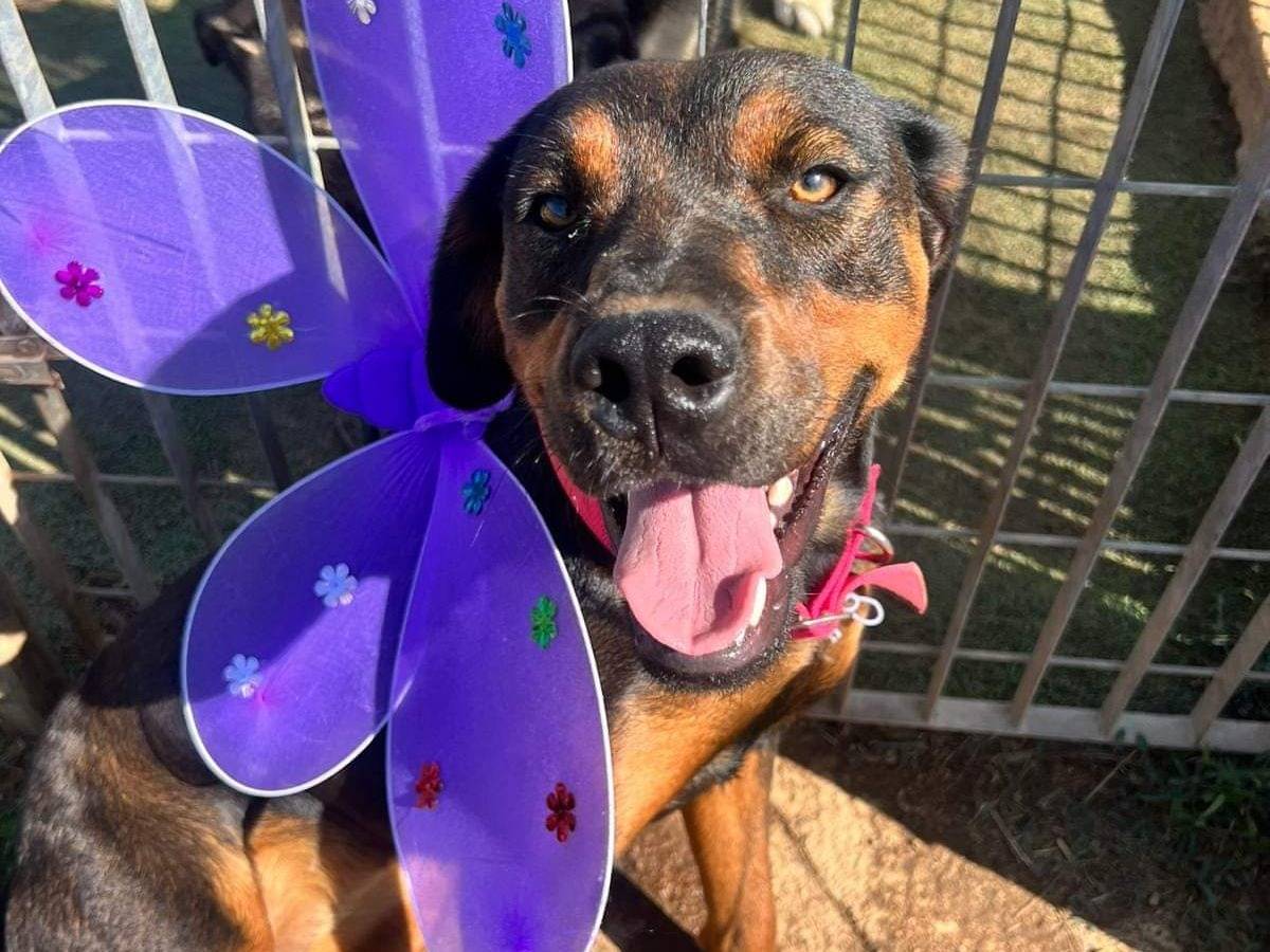 Adozione cane, femmina, meticcio, 2 anni e 4 mesi, taglia media, Bari