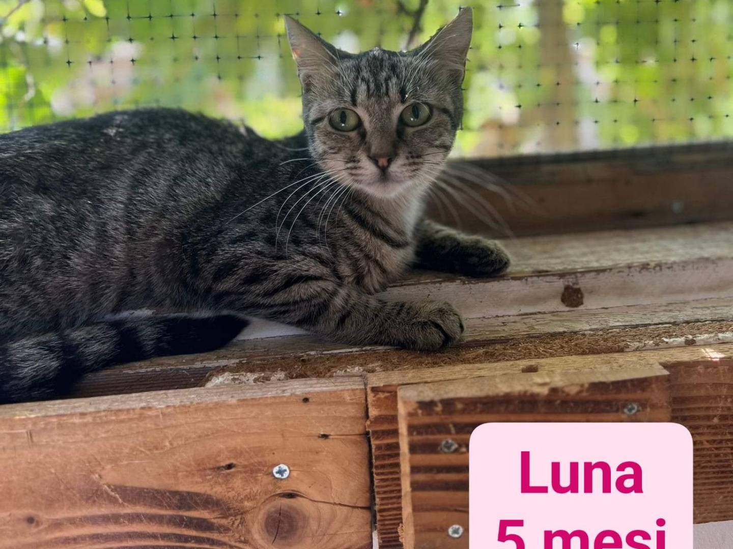 Foto dell'animale