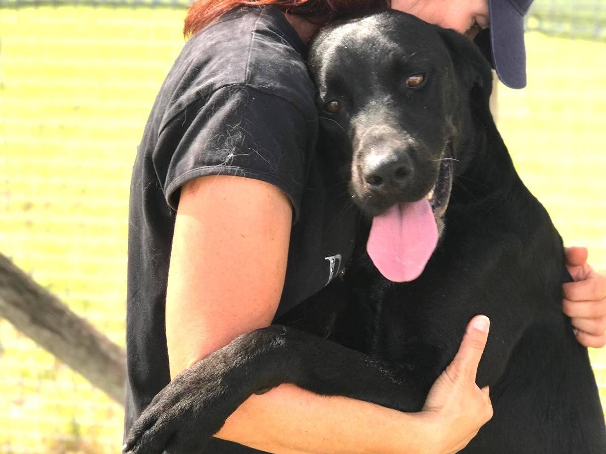 Adozione cane, maschio, meticcio, 3 anni e 7 mesi, taglia grande, Latina