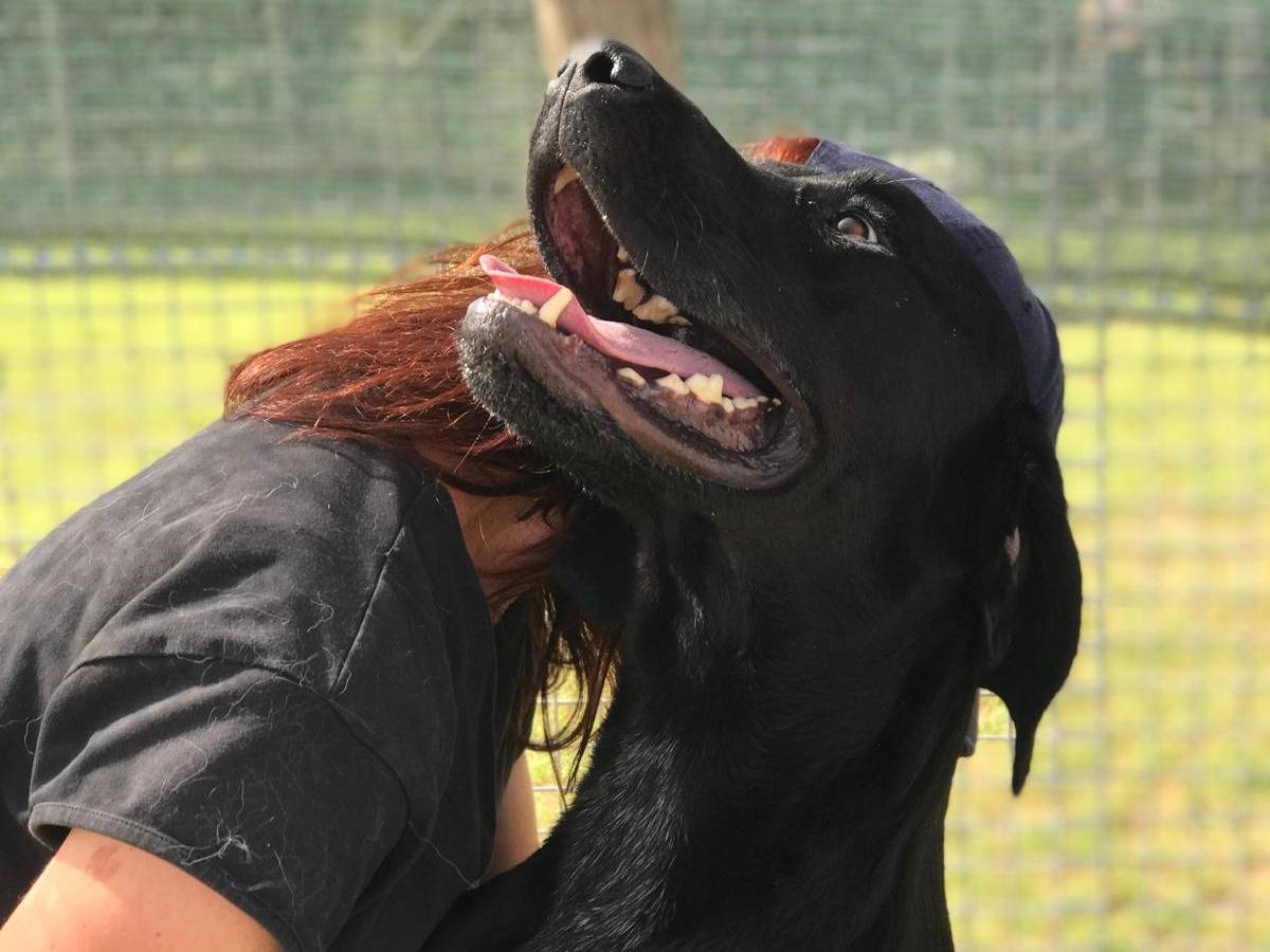 Adotta un cane, maschio, 3 anni e 7 mesi, Latina