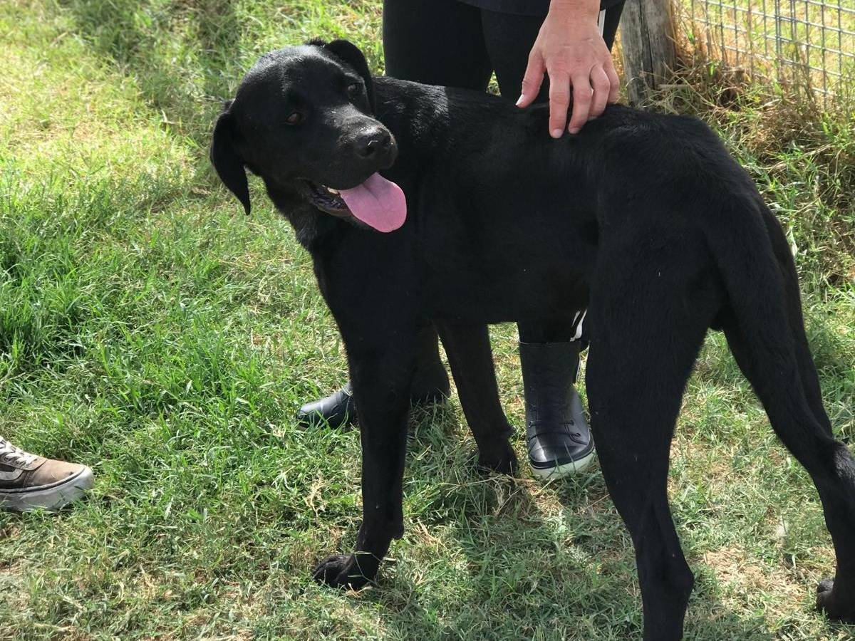 Vuoi adottare un cane a Latina?