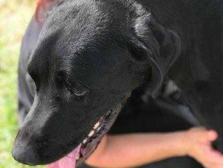 Adotta il cane Block a Latina