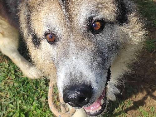 Adotta un cane, maschio, 13 anni  e 1 mese, Viterbo