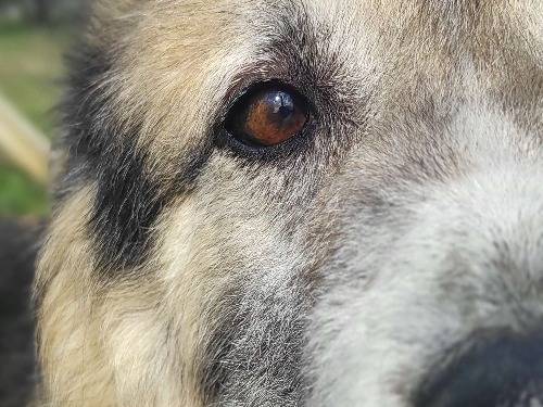 Adotta un cane, taglia grande, maschio, Viterbo