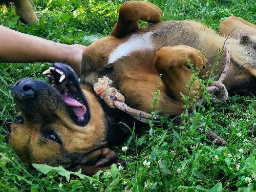 Adotta un cane, maschio, 8 anni  e 5 mesi , Viterbo