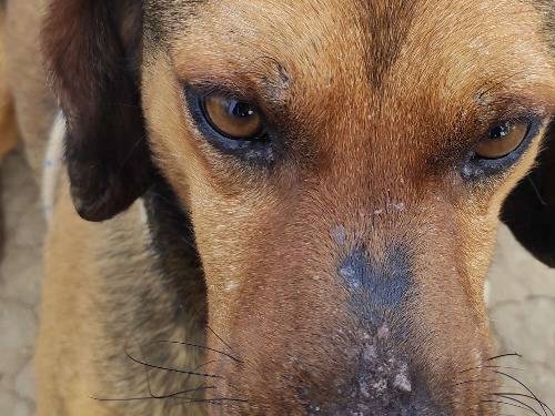 Foto 3 dell'animale
