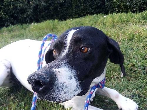 Adotta un cane, femmina, 8 anni  e 4 mesi , Viterbo
