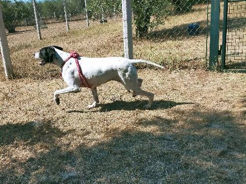 Adotta il cane Greta a Viterbo