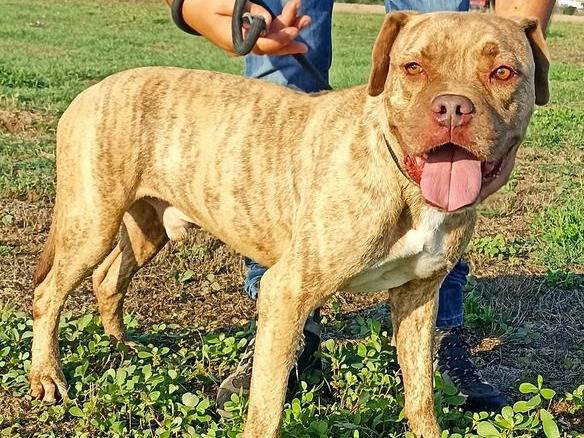Adozione cane, maschio, meticcio, 8 anni  e 11 mesi , taglia grande, Latina