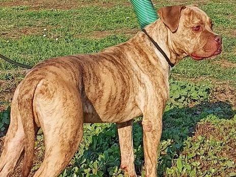 Adotta un cane, maschio, 8 anni  e 11 mesi , Latina