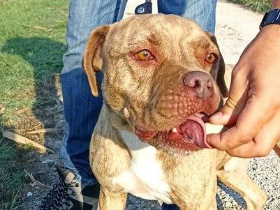 Adotta un cane, taglia grande, maschio, Latina
