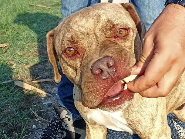 Vuoi adottare un cane a Latina?