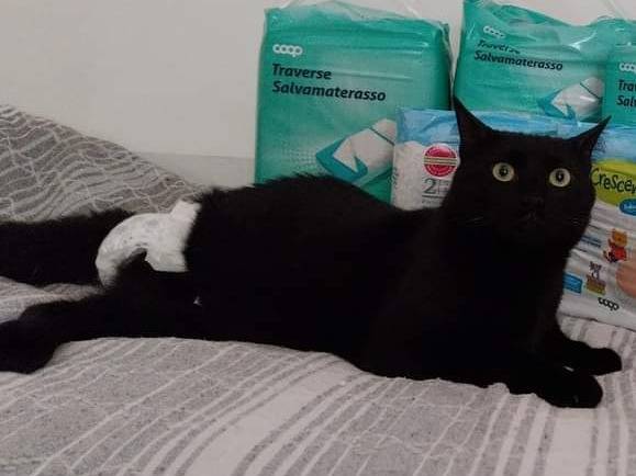 Adotta un gatto, maschio, 1 anno e 10 mesi , Viterbo