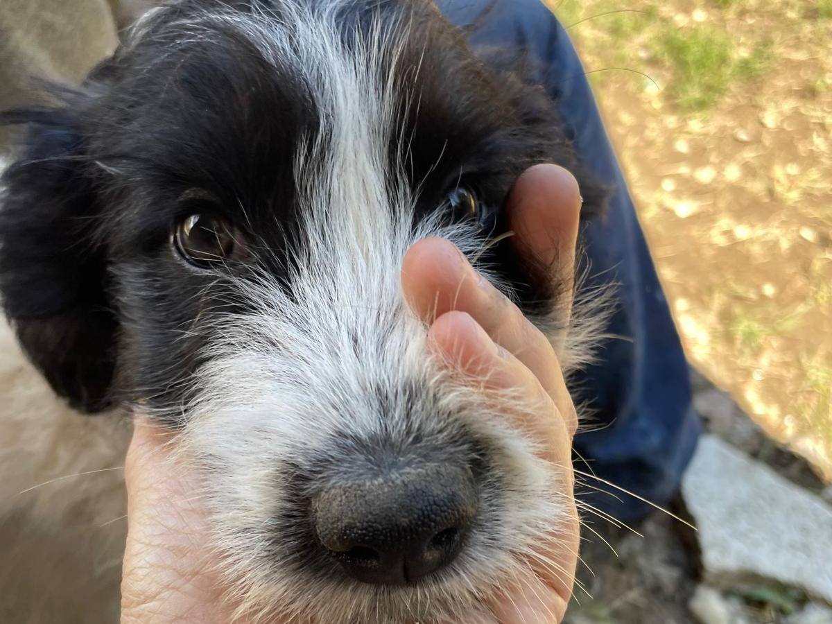 Vuoi adottare un cane a Roma?