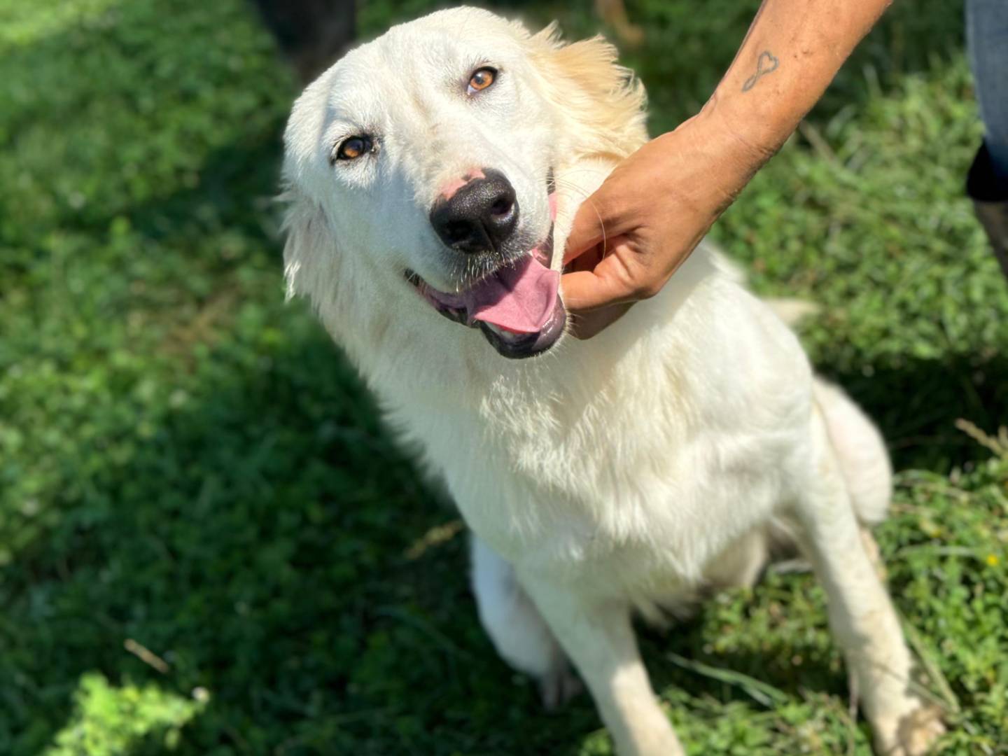 Adotta il cane Susy a Frosinone