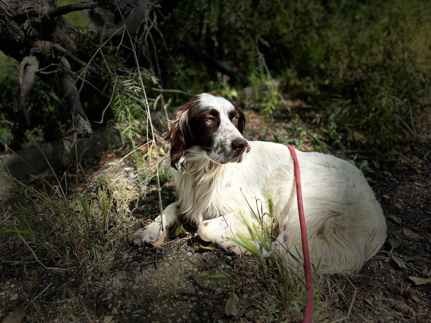 Adozione cane, maschio, Setter Inglese, 6 anni  e 8 mesi , taglia media contenuta, Napoli