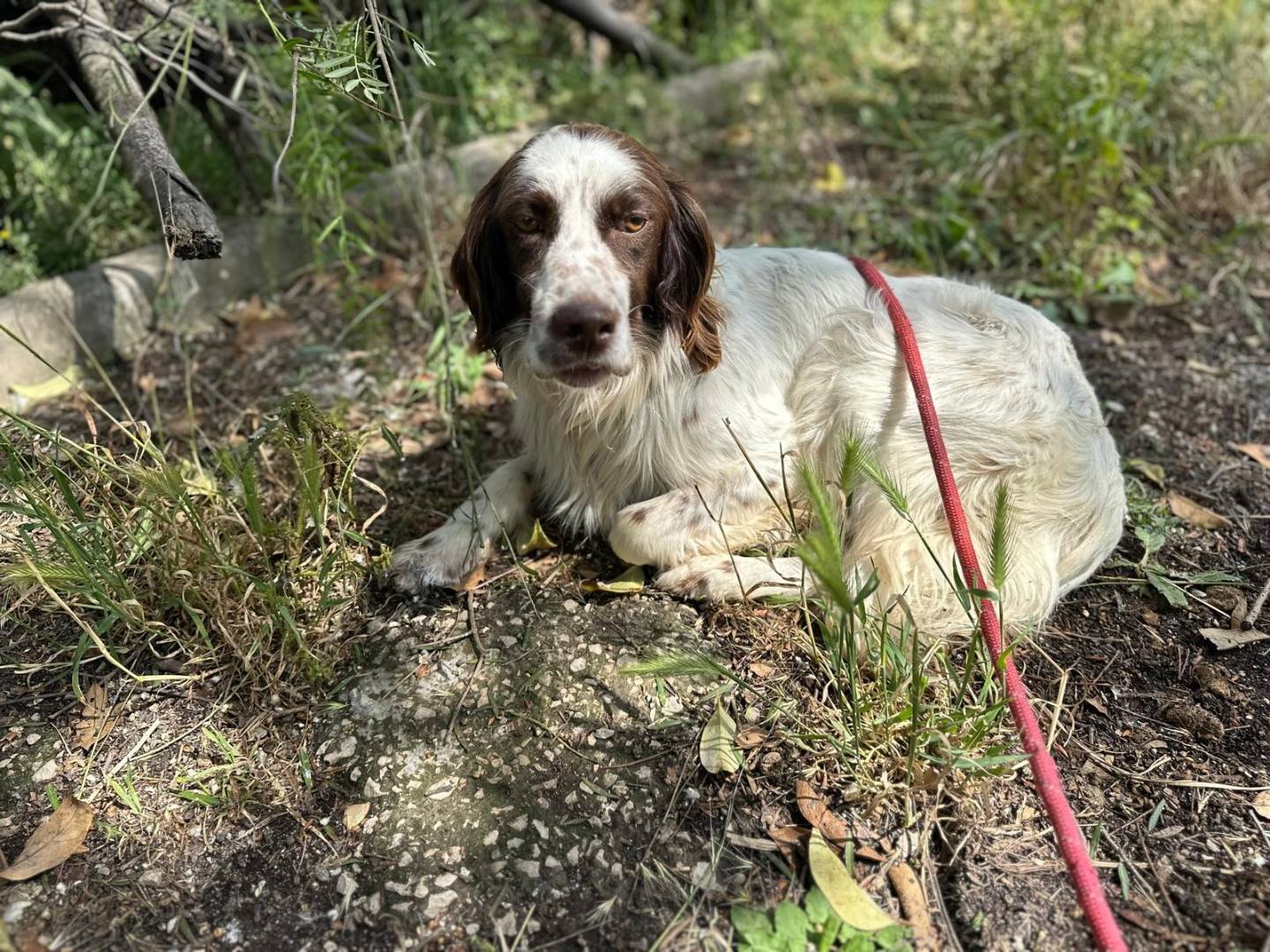 Adotta un cane, taglia media contenuta, maschio, Napoli