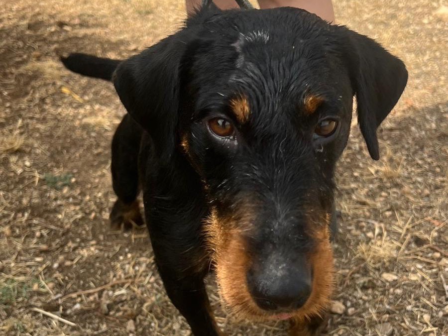 Adotta un cane, maschio, 4 anni  e 1 mese, Siracusa