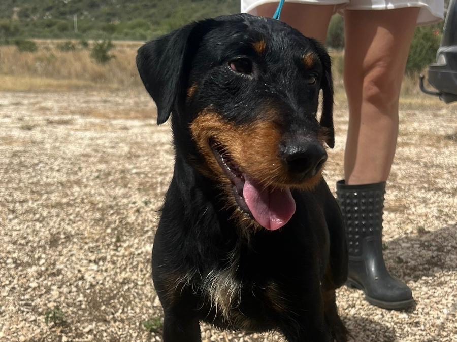 Adotta un cane, taglia media contenuta, maschio, Siracusa
