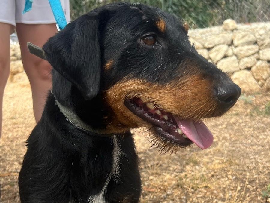 Vuoi adottare un cane a Siracusa?