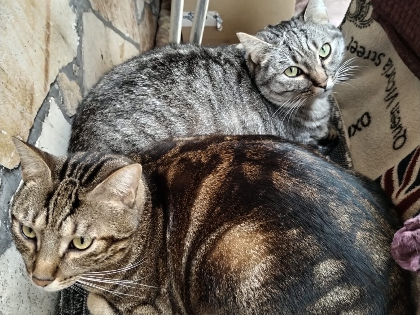 Adozione gatto, maschio, meticcio, 7 anni e 4 mesi, taglia non valida, Roma