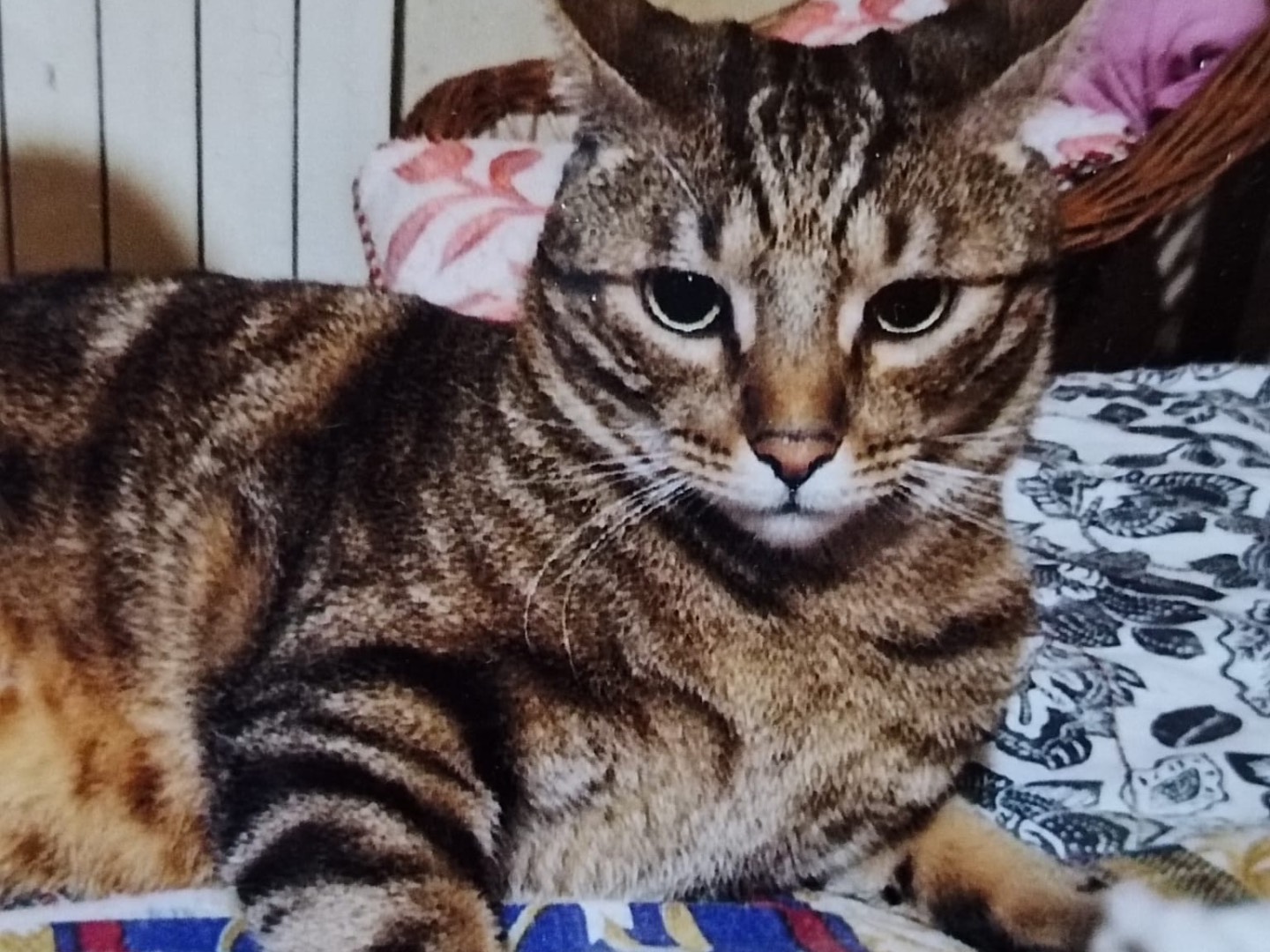 Adotta un gatto, maschio, 7 anni e 4 mesi, Roma