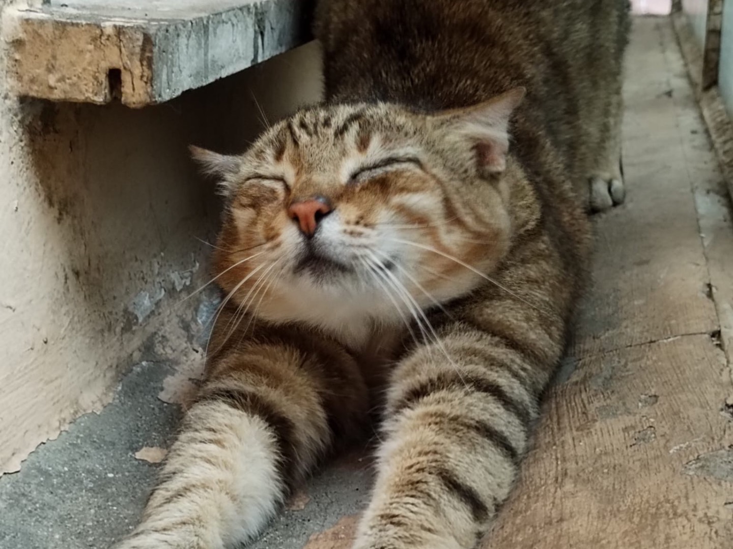 Adotta un gatto, taglia non valida, maschio, Roma