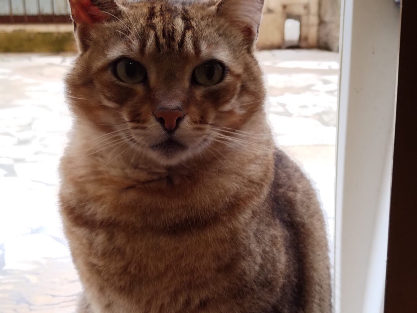 Vuoi adottare un gatto a Roma?