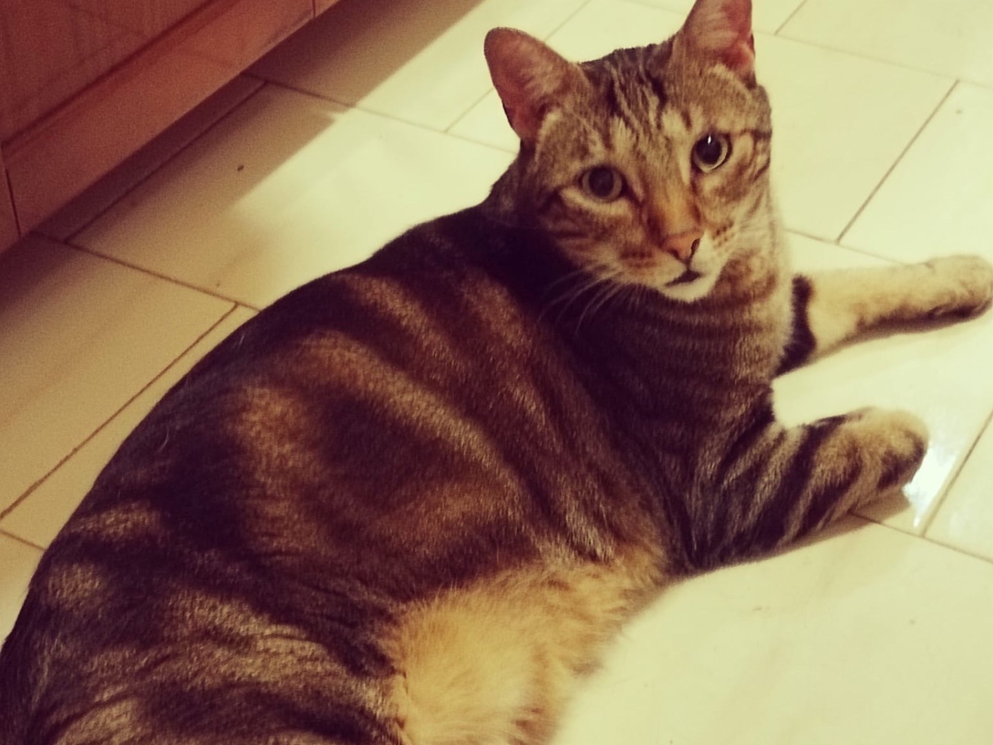 Adotta il gatto Nina Ninetto e Martino  a Roma