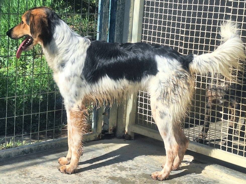 Adotta il cane Raimondo a Teramo