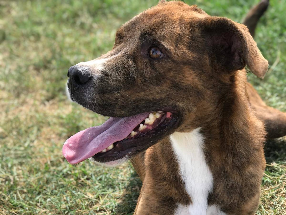 Vuoi adottare un cane a Latina?