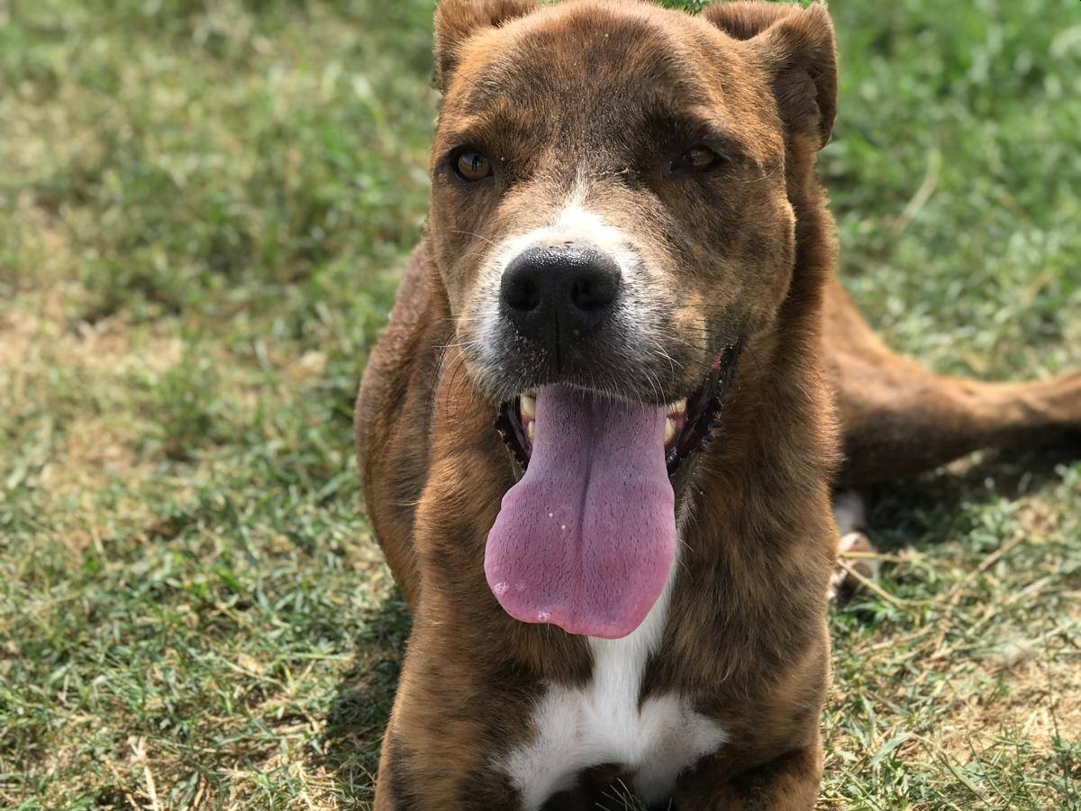 Adotta il cane RAP a Latina
