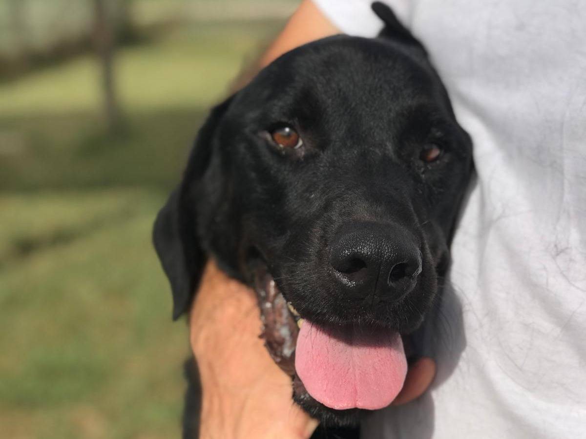 Adotta un cane, maschio, 3 anni  e 4 mesi , Latina