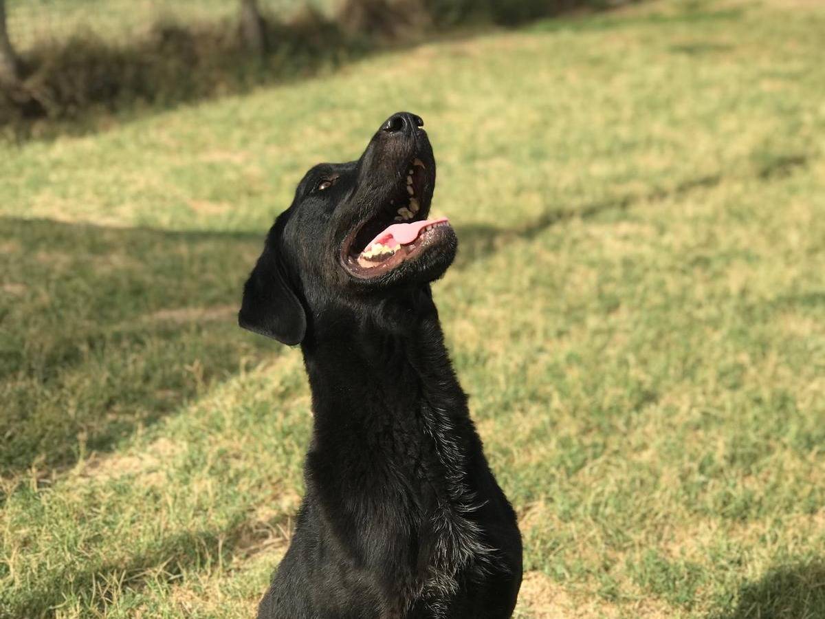 Adotta un cane, taglia media, maschio, Latina