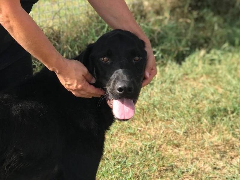 Vuoi adottare un cane a Latina?