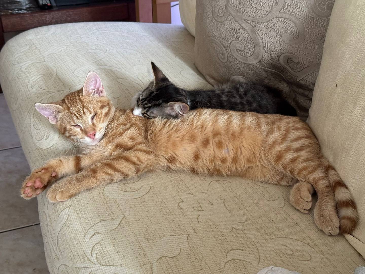 Foto dell'animale