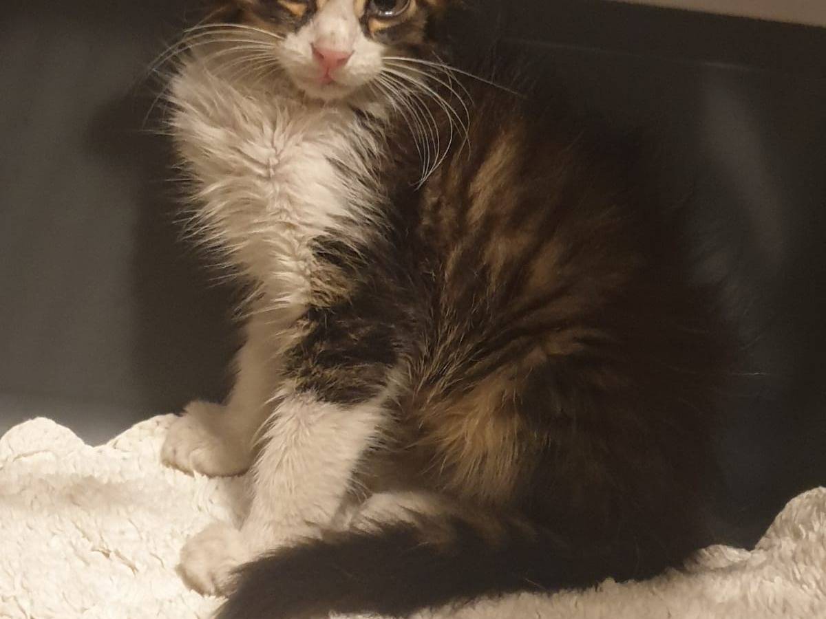 Adotta un gatto, maschio, 9 mesi, Potenza