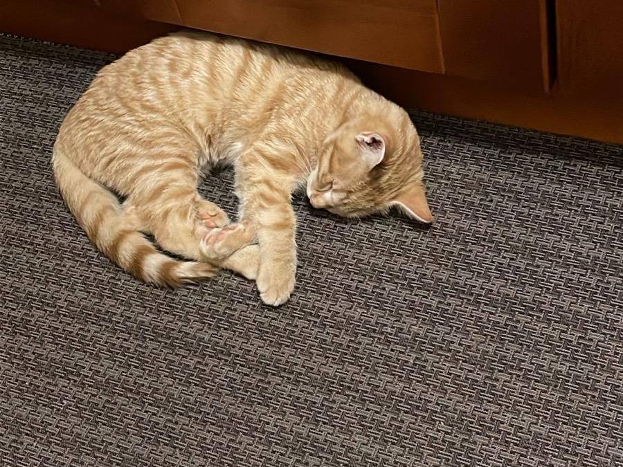 Vuoi adottare un gatto a Potenza?
