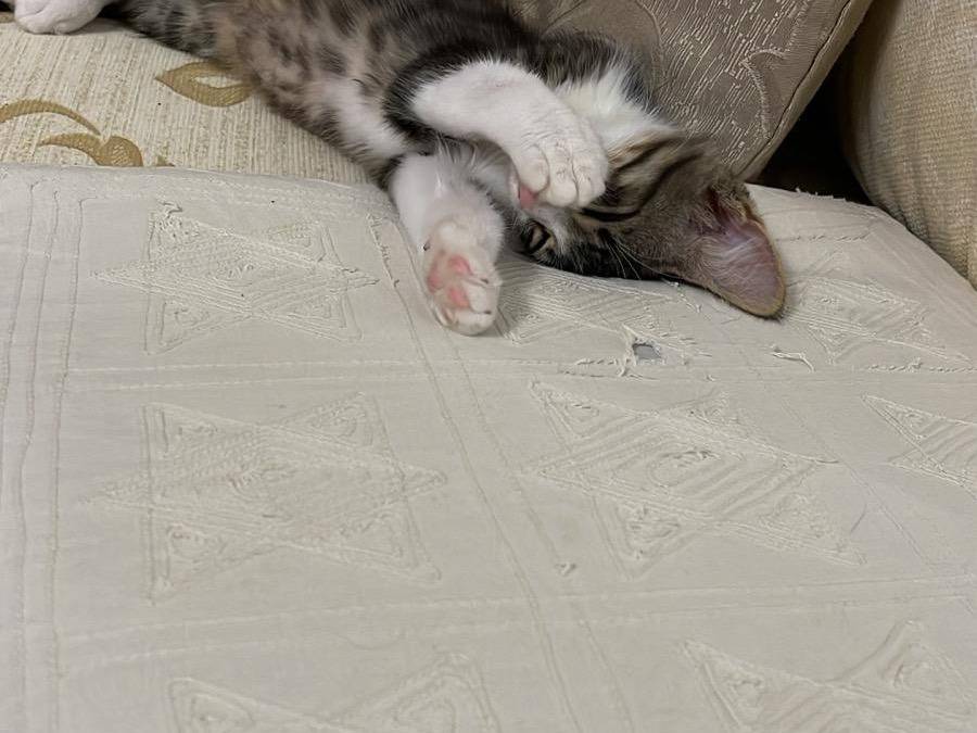 Adotta il gatto Simba a Potenza