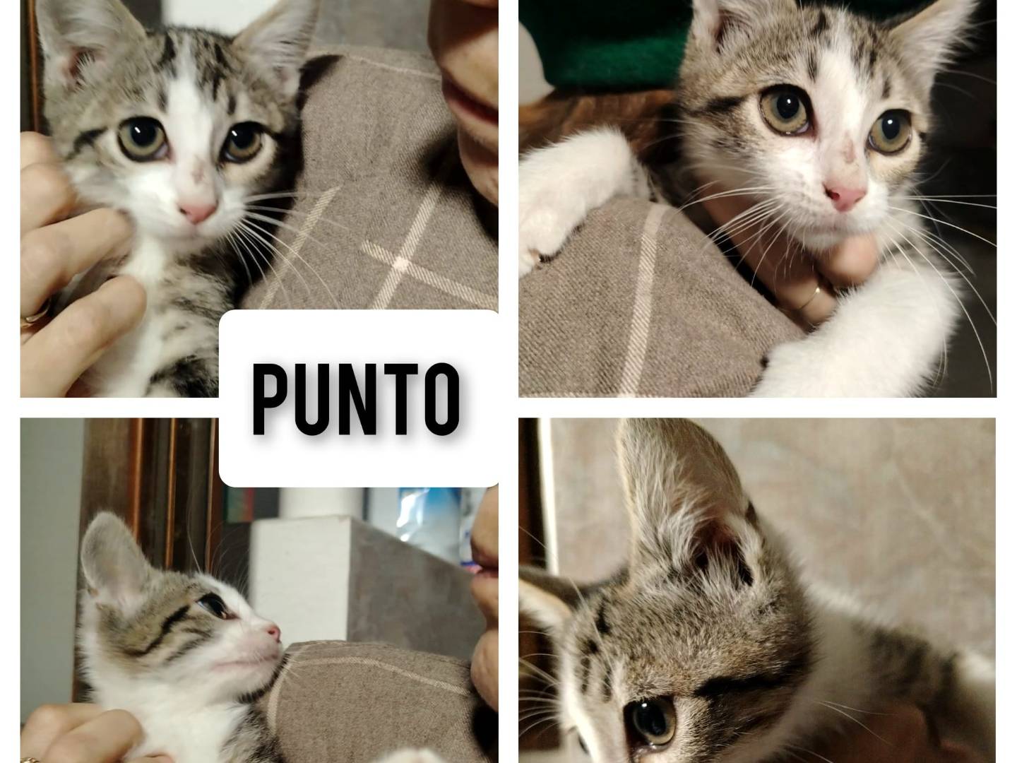 Adozione gatto, maschio, meticcio, 4 mesi, taglia non valido, Brescia