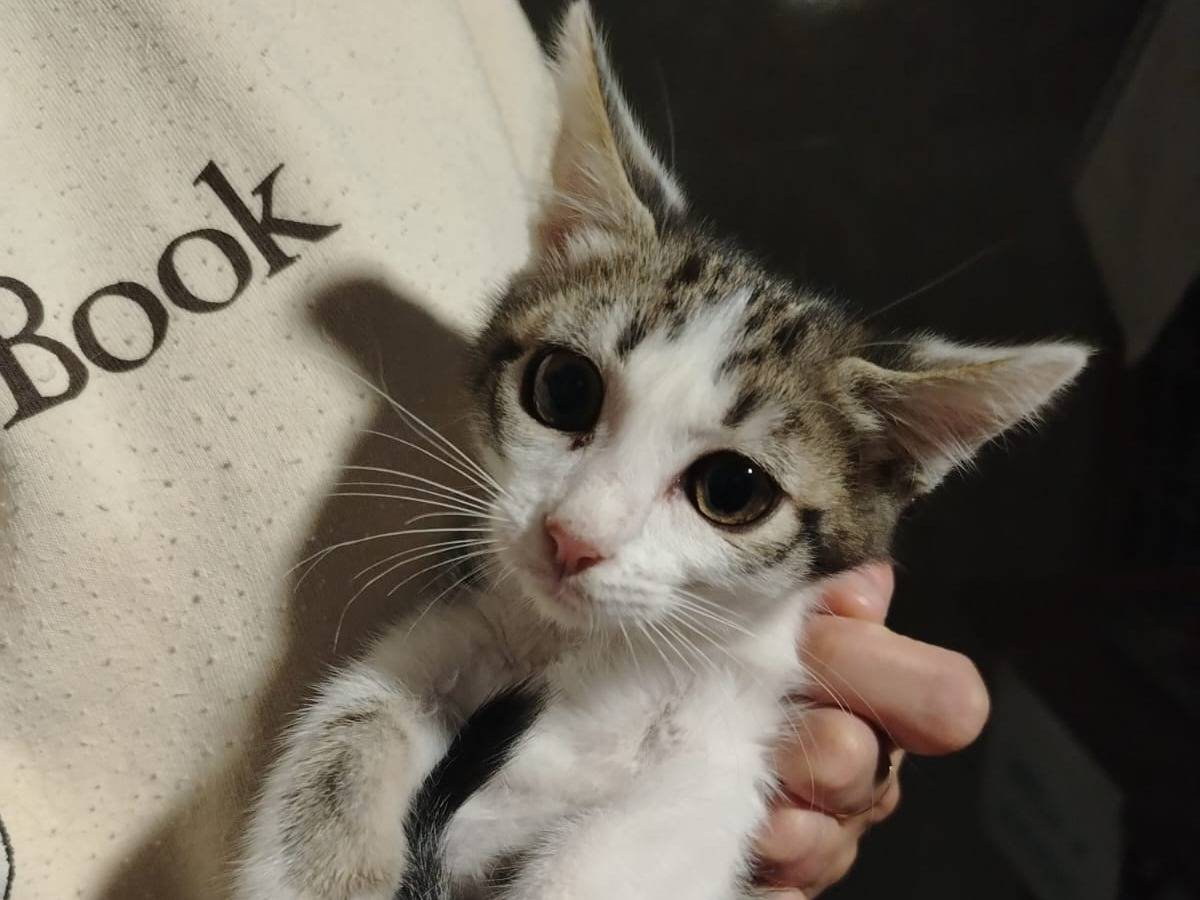 Adotta un gatto, maschio, 4 mesi, Brescia