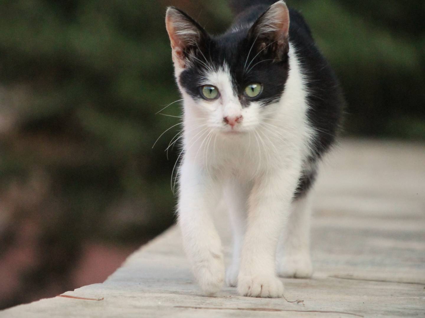 Adozione gatto, femmina, meticcio, 2 anni e 1 mese, taglia non valida, Lecce