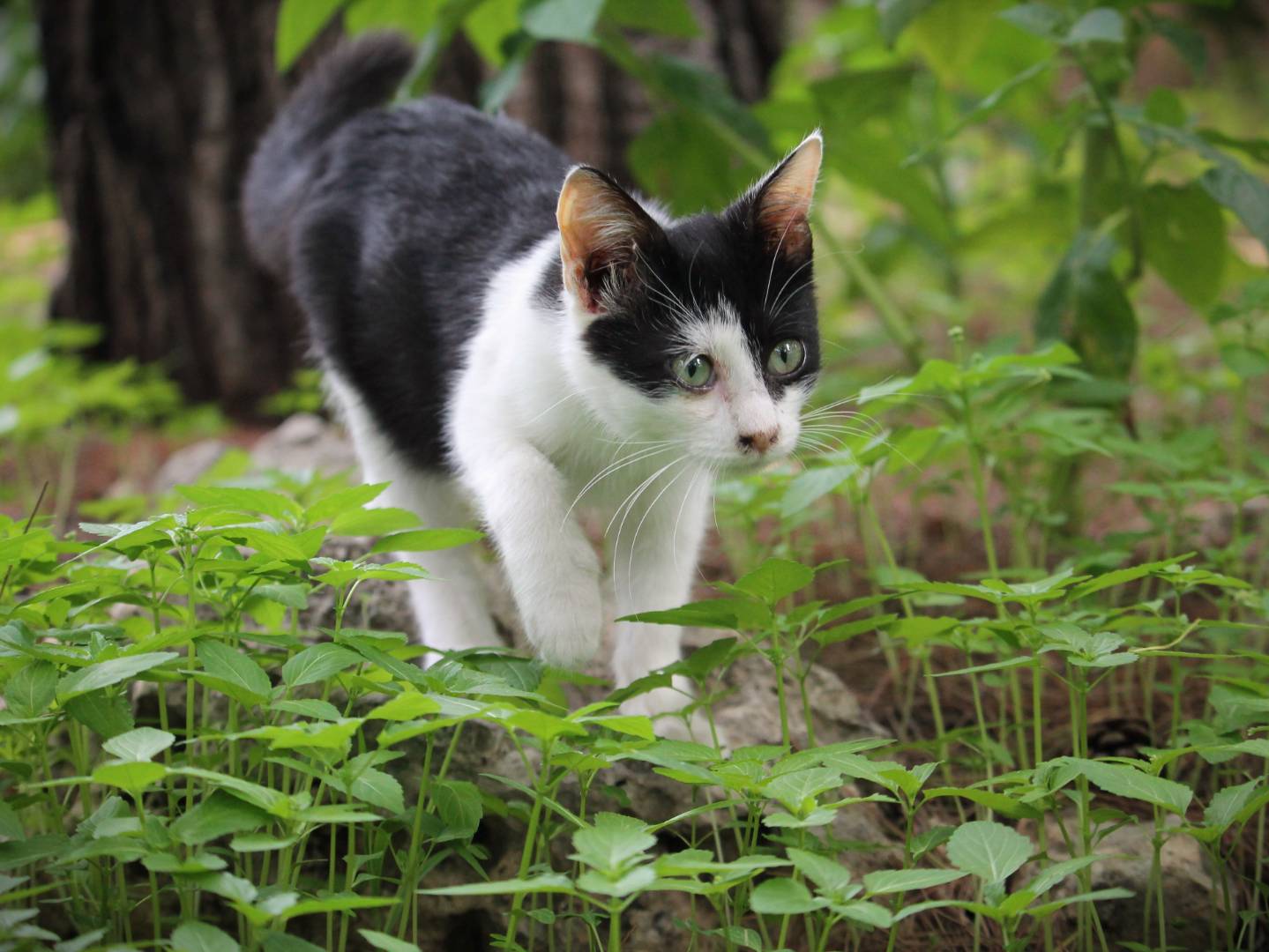 Adotta un gatto, femmina, 2 anni e 1 mese, Lecce