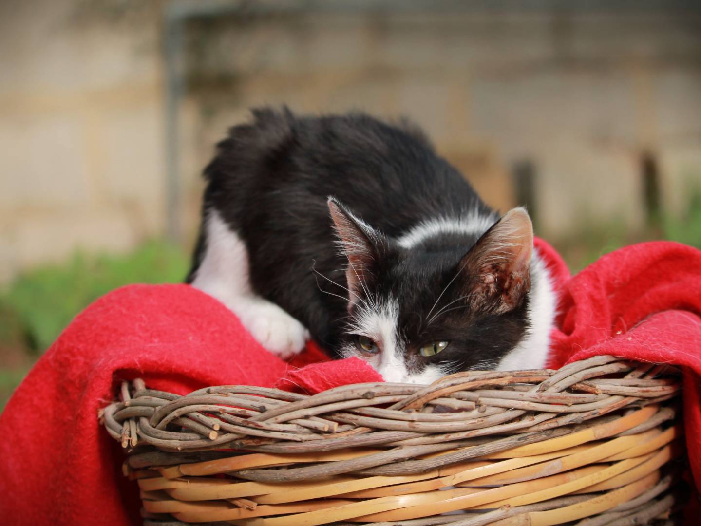 Adotta un gatto, taglia non valida, femmina, Lecce