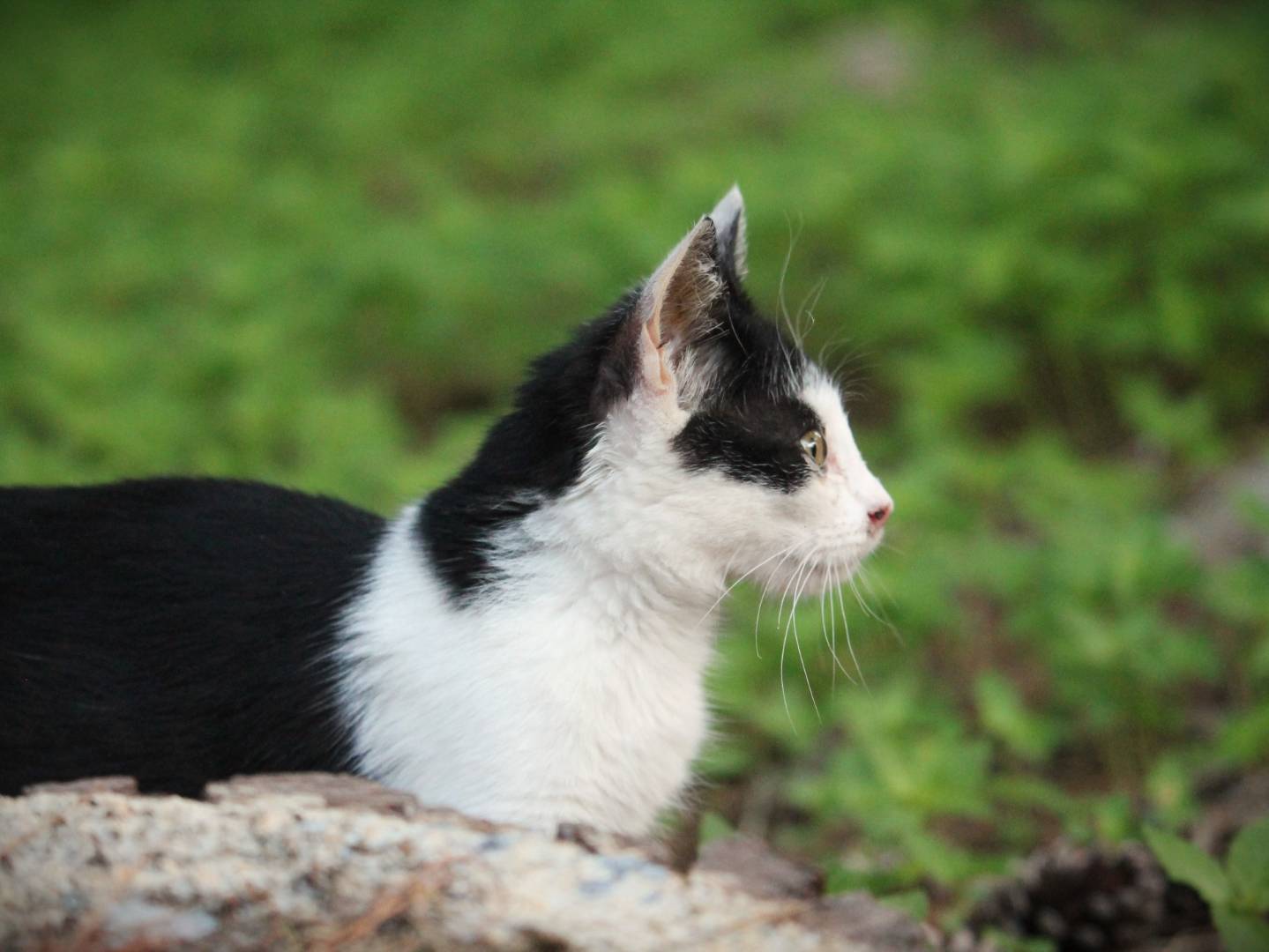 Vuoi adottare un gatto a Lecce?